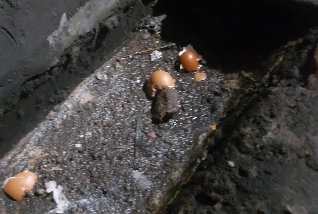 Pejuang Ojol “Bunda Lily” Kena Teror: Rumah Dilempar Telur Busuk Hingga Narasi Kebencian